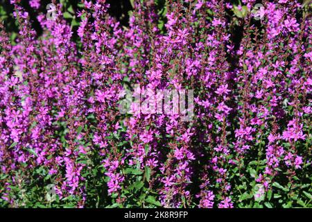 Purpurnes Blutgeruh (Lythrum salicaria) im Garten. Stockfoto