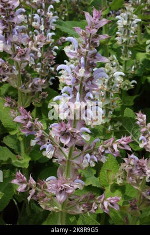 Blütenspitze von Clary Sage (Salvia sclarea) Stockfoto