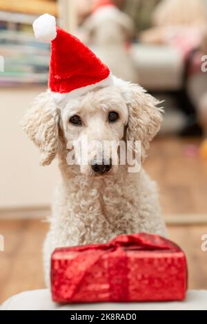 Ein trauriger, nicht fröhlicher Hund in einem Neujahrshut in der Nähe eines Geschenks. Stockfoto