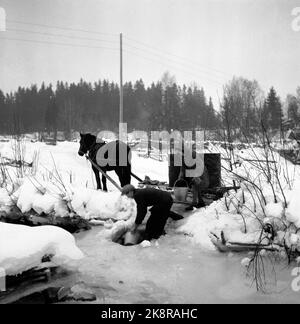 Hedmark im Winter 1948. Wasserknappheit in Ostnorwegen nach der Dürre im Sommer 1947. Die Betriebe müssen Wasser in den Flüssen holen oder Wasser aus den Molkereien fließen lassen. Hier nehmen Johan Lystad und Schwester Bjørg Wasser im kleinen Fluss Kveka auf. Foto: Børretzen / Aktuell / NTB Stockfoto