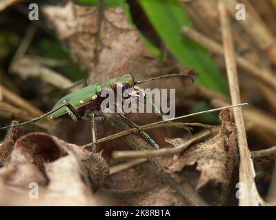 Detaillierte Nahaufnahme des smaragdgrünen Tigerkäfers, Cicindela campestris auf dem Waldboden Stockfoto