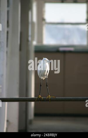 Eine vertikale Aufnahme eines wunderschönen großen Silberreiher-Vogels, der auf einem Dock thront Stockfoto