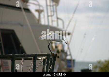 Ein wunderschöner großer Weißreiher-Vogel, der auf einem Dock thront Stockfoto