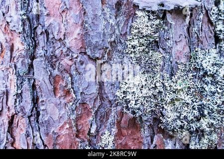 Braune Kiefernrinde mit grünem Moos auf der rechten Seite Stockfoto