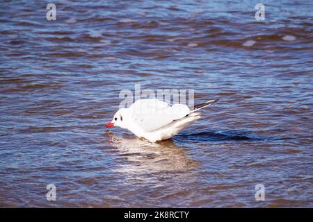 Eine weiße Möwe im Meer, die Fische isst Stockfoto