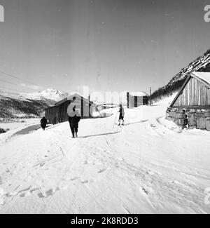 Argehovd nördlich von Møsvatn, Hardangervidda. März 1966. Åsmund Løvås (84) lebt und betreibt mit seinen beiden Söhnen den Hof Argehovd weit in Hardangervidda. Jagd und Fallenlassen gehören zu ihrem Alltag. Foto: Aage Storløkken / Aktuell / NTB Stockfoto