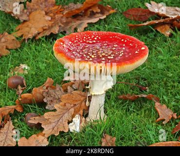 Giftiger reifer Fliegenpilz, ikonische Toadstool-Arten in Grappenhall, Warrington, Ceshire, England, Großbritannien im Herbst - Amanita muscaria Stockfoto