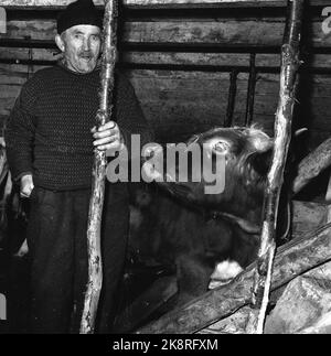 Argehovd nördlich von Møsvatn, Hardangervidda. März 1966. Åsmund Løvås (84) lebt und betreibt mit seinen beiden Söhnen den Hof Argehovd weit in Hardangervidda. Jagd und Fallenlassen gehören zu ihrem Alltag. Hier Åsmund in der Scheune. Foto: Aage Storløkken / Aktuell / NTB Stockfoto