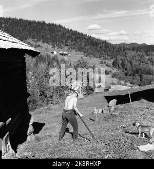 Flatdal in Telemark, August 1959. Fjellgården Ekre liegt 600 Meter über dem Meeresspiegel und in einem derart unwegsamen Gelände, dass "niemand denken würde, dass jemand es könnte BU". Hier ist einer der ältesten Jungen auf dem Bauernhof, der gerade Gras mit Sense mäht. Die Landschaft ist für den mechanischen Betrieb zu steil. Foto: Aage Storløkken / Aktuell / NTB Stockfoto