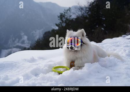 Nahaufnahme eines japanischen spitzhundes auf einem verschneiten Berg mit Skigeln im Gesicht Stockfoto