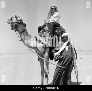 Kairo, Ägypten 19590515 Fliegender Teppich mit Jet. Urbound und Jet Age trafen sich in Ägypten, als SAS am 15. Und 16. Mai seine caravelle-Route zwischen Skandianvia und Kairo eröffnete. Zwischen der Pyramide und dem Jet ist eine riesige Schnalle in der Zeit und Entwicklung. Mit seinen neuen, schnellen Karavellen trägt SAS dazu bei, Menschen und Kontinente enger miteinander zu verbinden. Reiten in Kamel ist eine große Touristenattraktion in Ägypten und die Teilnehmer an der Einweihungsreise mit den Caralvellen mussten es versuchen. Hier sitzt Maaland von Bergens Tidende auf dem Kamelrücken. Foto: Asmund Rørslett / Current / NTB Stockfoto