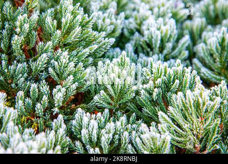 Wacholderzweige sind Mitte Oktober morgens mit Reifrost bedeckt Stockfoto