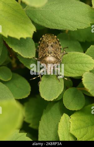 Vertikale Nahaufnahme eines erwachsenen, melierten Schildbugs, Rhaphigaster nebulosa inmitten grüner Blätter im Garten Stockfoto