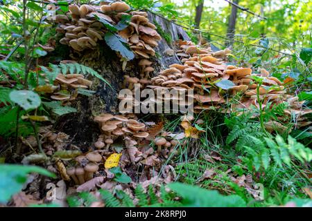 Armillaria mellea Maschinenraum im Wald am Baumstumpf Stockfoto
