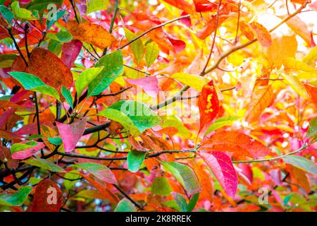 Nahaufnahme von Zweigen mit grünen und roten Herbstblättern Stockfoto