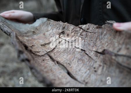 Eine Nahaufnahme eines Mannes, der ein Stück Holz in einem Wald hält Stockfoto