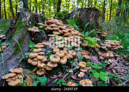 Armillaria mellea Maschinenraum im Wald am Baumstumpf Stockfoto