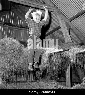Flatdal in Telemark, August 1959. Fjellgården Ekre liegt 600 Meter über dem Meeresspiegel und in einem derart unwegsamen Gelände, dass "niemand denken würde, dass jemand es könnte BU". Hier ist der Sohn Bjarne Ekre (7 Jahre), der im Heu der neuen Scheune springt. Foto: Aage Storløkken / Aktuell / NTB Stockfoto