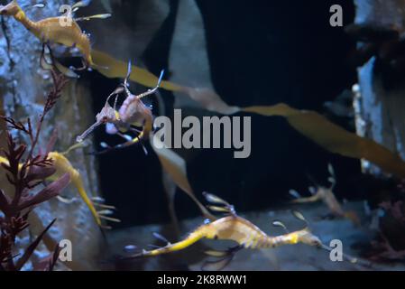 Eine Nahaufnahme von Seepferden, die im kristallklaren Wasser des Aquariums in blauem Licht schwimmen Stockfoto