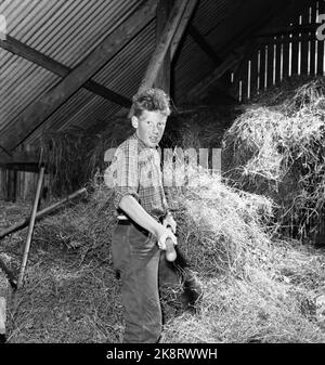 Flatdal in Telemark, August 1959. Fjellgården Ekre liegt 600 Meter über dem Meeresspiegel und in einem derart unwegsamen Gelände, dass "niemand denken würde, dass jemand es könnte BU". Hier ist Sohn Halvard Ekre (13), der mit dem Heu in der Scheune hilft. Alle Söhne haben Pflichten auf dem Hof. So muss es sein, wenn sie alles erreichen wollen, was auf einem Bauernhof getan werden muss. Foto: Aage Storløkken / Aktuell / NTB Stockfoto
