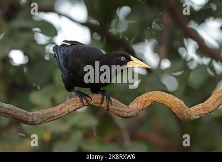 Crested Oropendola (Psarocolius decumanus decumanus) Erwachsener, der auf einer Rebsorte thront, Pantanal, Brasilien. Juli Stockfoto