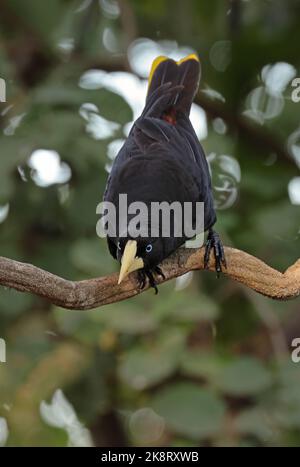 Crested Oropendola (Psarocolius decumanus decumanus) Erwachsener, der auf einer Rebsorte thront, Pantanal, Brasilien. Juli Stockfoto