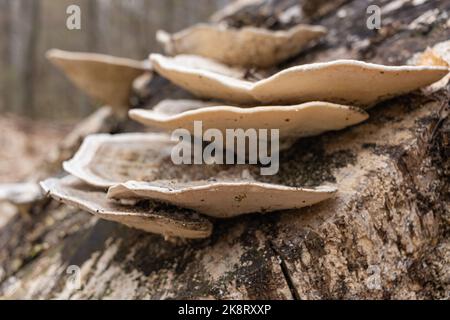 Großer parasitärer Pilz, der auf Baumstämmen wächst, Fomes fomentarius. Dieser Pilz ist unter verschiedenen Namen bekannt, Zunder Pilz, Hufpilz, Zunder con Stockfoto