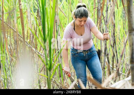 Junge Latina-Bäuerin, die mitten auf einem Zuckerrohrfeld mit einer Machete in der Hand geht, die Qualität des Zuckerrohrs überprüft und betrachtet Stockfoto