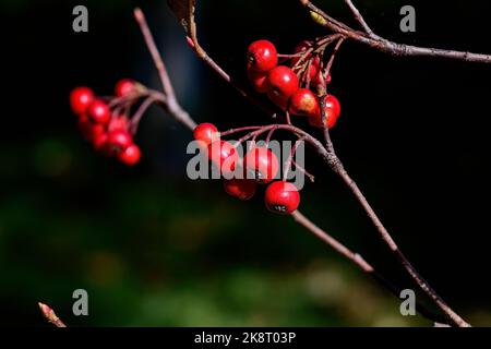 Aronia arbutifolia oder rote Apfelbeerbeeren am sonnigen Herbsttag. Es ist eine nordamerikanische Strauchart in der Rosenfamilie Stockfoto