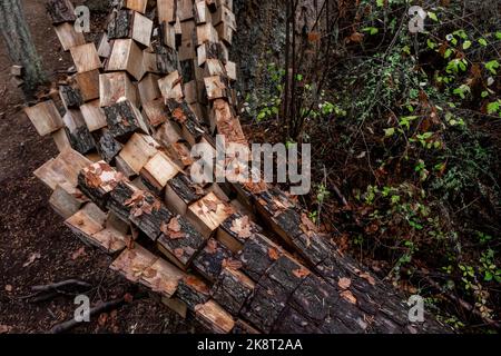 Preis Sculpture Forest, Whidbey Island, Washington, USA Stockfoto