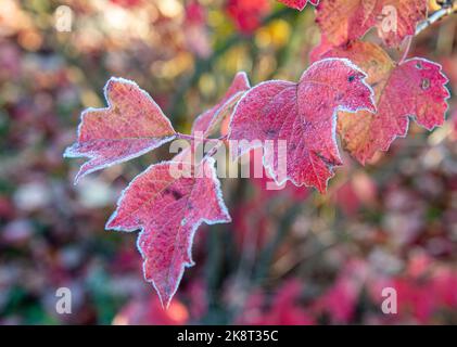 Hintergrund von hellen Blättern bedeckt mit Raureif. Herbst Frost. Close Up. Stockfoto