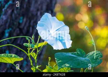 Blue Star Morning Glory Flower (Ipomoea tricolor) - Homosassa, Florida, USA Stockfoto