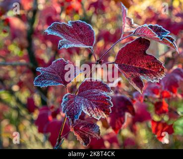 Hintergrund von hellen Blättern bedeckt mit Raureif. Herbst Frost. Close Up. Stockfoto
