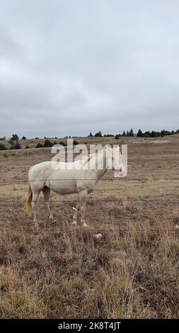 Ein weißes Pferd, das auf dem Feld steht Stockfoto