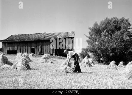 Ski 19490825 Skuronn / Høyonn auf einem Skihof. Landwirt sammelt Getreide in Getreidestapeln auf Feldern vor einer alten Scheune. Foto: NTB / NTB Stockfoto