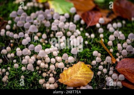 Coprinellus disseminatus. Feenmütze. Trooping Crumble Cap. Gruppe von Pilzen mit Blättern in der Natur. Stockfoto
