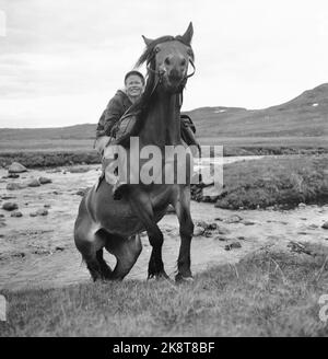 Hardangervidda 19560728 der Tourismusverband organisiert eine Reittour auf Hardangervidda für norwegische und englische Touristen, die noch nie zuvor auf einem Pferd gesessen haben. Liv Paulsen mochte nicht viel, als das Pferd eine Trophäe machte, um zum Flussufer zu gelangen. Aber sie klammerte sich an sich und hing an. Nach ein paar Tagen war sie mit allen Bewegungen vertraut. Foto; Aage Storløkken / Aktuell / NTB Stockfoto