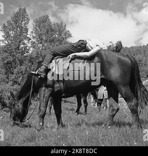 Hardangervidda 19560728 der Tourismusverband organisiert eine Reittour auf Hardangervidda für norwegische und englische Touristen, die noch nie zuvor auf einem Pferd gesessen haben. Foto; Aage Storløkken / Aktuell / NTB Stockfoto