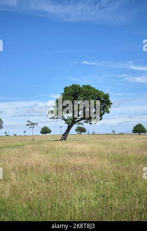 Cliff Top Park Penarth South Wales Stockfoto