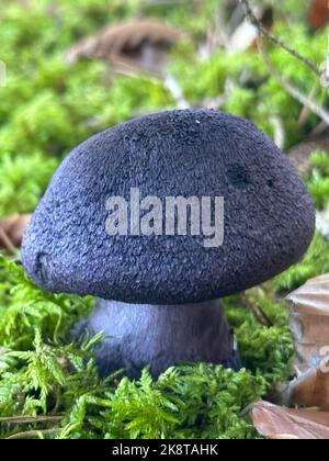 Eine vertikale Nahaufnahme von Cortinarius violaceus, allgemein bekannt als die violette Webcap. Stockfoto