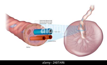 Anatomie der Nabelschnur. Querschnittsdiagramm der menschlichen Nabelschnur. Fetale Zirkulation. Biologie der menschlichen Plazenta und Nabelschnur Stock Vektor