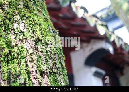 Nahaufnahme eines mit Moos bedeckten Baumes in den Gärten von Suzhou Stockfoto