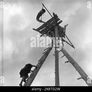 Oslo, 195705 die Aufnahme des Films die Wikinger (Wikinger). Hier von einem unhistorischen Aussichtsturm. Foto: Aage Storløkken / Current Stockfoto