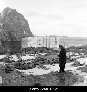 Lofoten, Winter 1951. Mehrere Fischerdörfer in Lofoten werden geräumt, weil sie ohne Strom, Straßen-, Kais- und Telefonanschluss nicht betrieben werden können. An einigen Orten haben die Gemeinden beantragt, Geld vom Staat zu bewegen, um die Häuser und die gesamte Bevölkerung zu bewegen, wie hier in Refsvik außerhalb von Lofotodden. Der frühere Bewohner anders Olsen ist nach dem alten Haus wieder auf dem Gelände. Foto: Sverre A. Børretzen / Aktuell / NTB Stockfoto