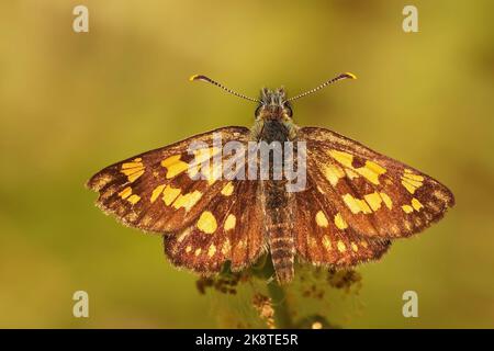 Nahaufnahme des seltenen karierten Skippers, Carterocephalus palaemon, der mit offenen Flügeln vor grünem Hintergrund sitzt Stockfoto