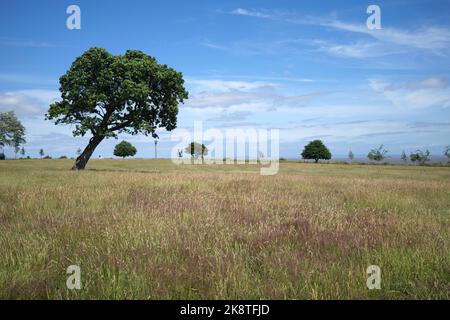 Cliff Top Park Penarth South Wales Großbritannien Stockfoto