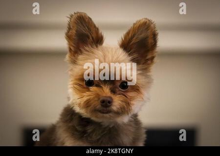 Niedliche kleine flauschige Hund Welpen Stockfoto
