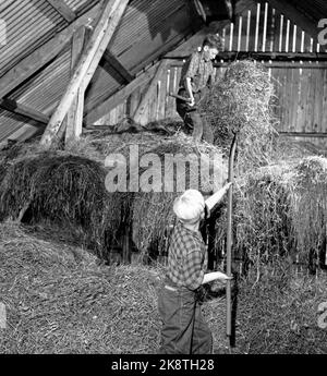 Flatdal in Telemark, August 1959. Fjellgården Ekre liegt 600 Meter über dem Meeresspiegel und in einem derart unwegsamen Gelände, dass "niemand denken würde, dass jemand es könnte BU". Hier Söhne Halvard Ekre (13) und Bjarne Ekre (7), die helfen, das Heu in der Scheune zu bekommen. Alle Söhne haben Pflichten auf dem Hof. So muss es sein, wenn sie alles erreichen wollen, was auf einem Bauernhof getan werden muss. Foto: Aage Storløkken / Aktuell / NTB Stockfoto