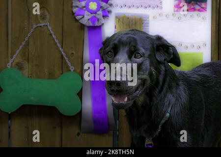 Nahaufnahme eines schwarzen labrador-Hundes, der vor Hundezubehör und Preisen für eine Hundeausstellung steht Stockfoto