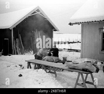 Hedmark im Winter 1948. Wasserknappheit in Ostnorwegen nach der Dürre im Sommer 1947. Die Farmen müssen Wasser in den Flüssen holen oder Wasser von den Molkereien zu allen Farmen leiten lassen. Hier werden gerade ein paar Schweine auf einem der Betriebe geschlachtet. Foto: Børretzen / Aktuell / NTB Stockfoto